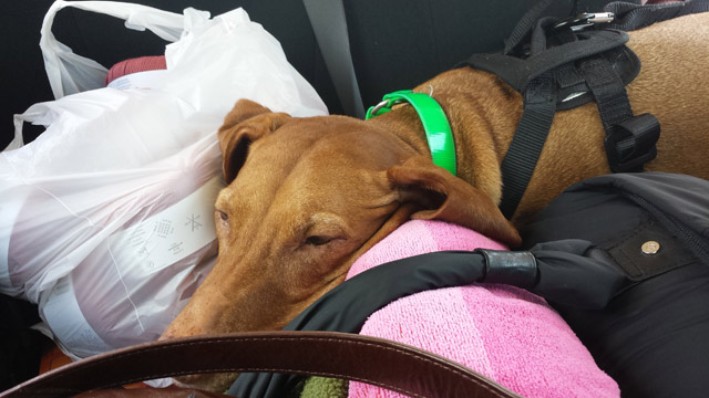 You comfortable dog? You comfortable dog?