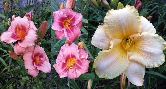 Beauties! Beauties!