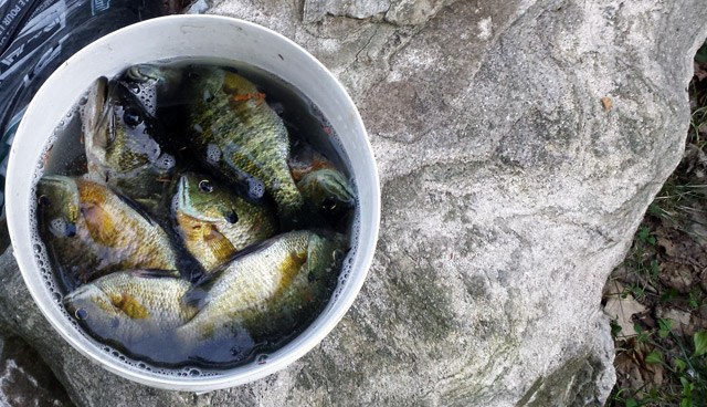 The bucket oโ fish after the guys (and women) went fishing The bucket oโ fish after the guys (and women) went fishing