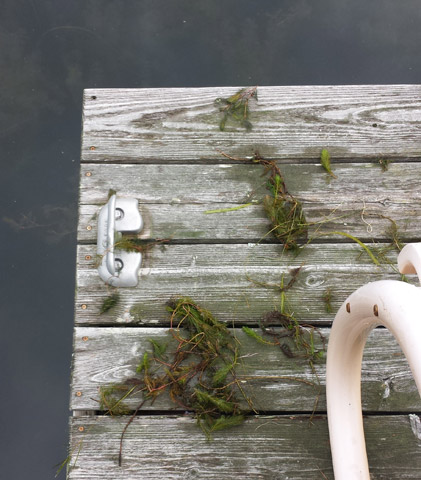 Anyone for a seaweed salad? Anyone for a seaweed salad?