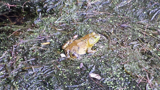Even the frog is staying out of the water. Even the frog is staying out of the water.