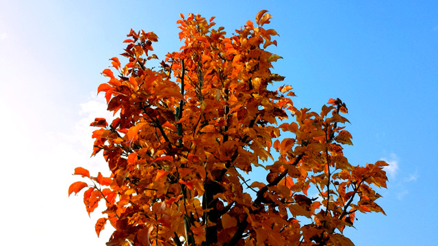 Incredible colour on our Chanticleer Ornamental Pear