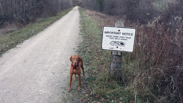 More concerned about the sheep eating my dog....