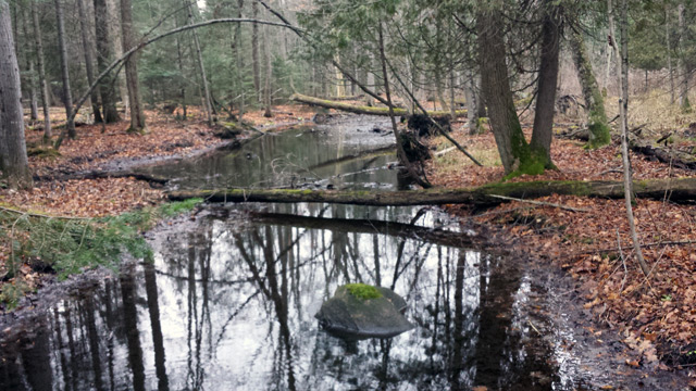 Joe’s backyard. Swampy goodness.