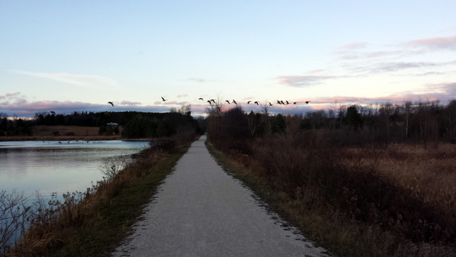Captured geese flying over the trail Captured geese flying over the trail