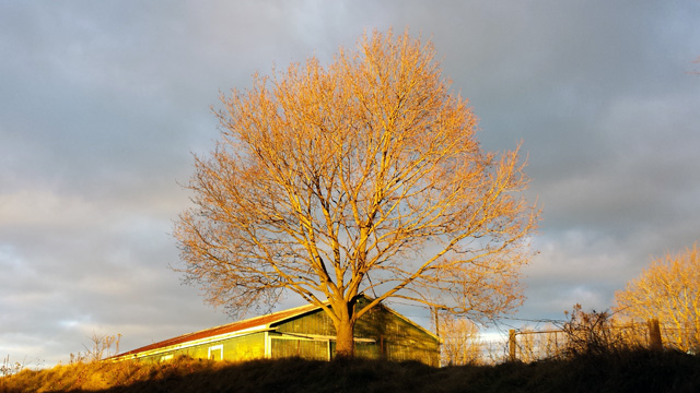 Love this photo. Sun illuminated this tree.