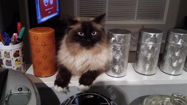 My sister’s cat inspecting dinner. My sister’s cat inspecting dinner.