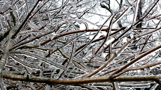 Backyard trees Backyard trees