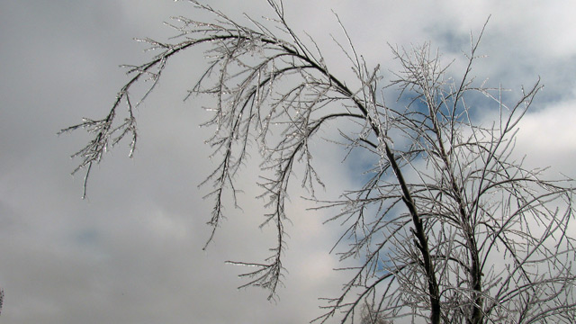The tree bent but did not break. Phew. The tree bent but did not break.