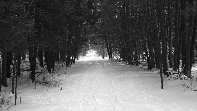 Palgrave Forest Palgrave Forest