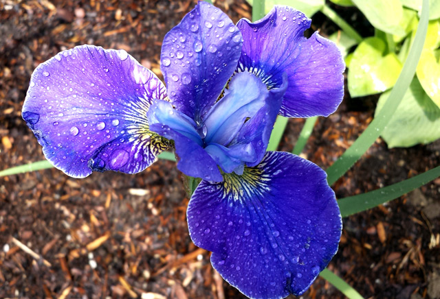 Our stunning new Iris Our stunning new Iris