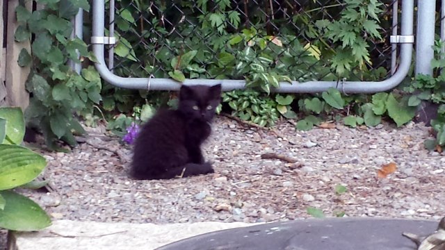 Black Cat. Black Cat.