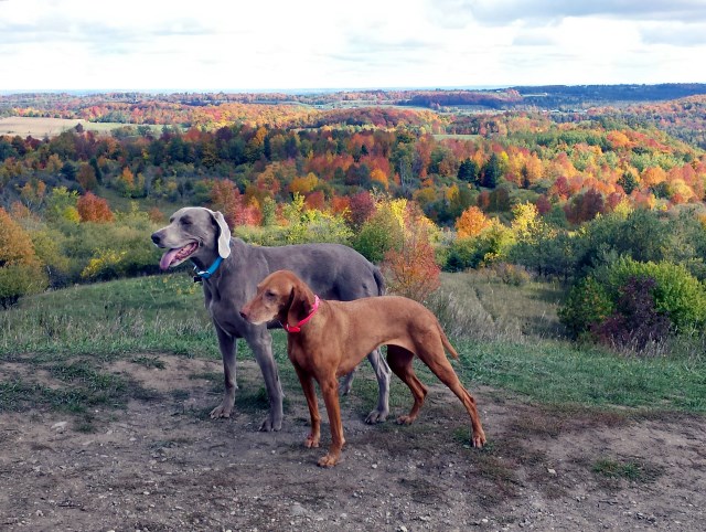 Tanga, Boomer and that view.