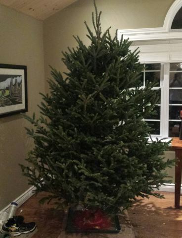 Fat bottom trees you make the Christmas world go โround! Fat bottom trees you make the Christmas world go โround!