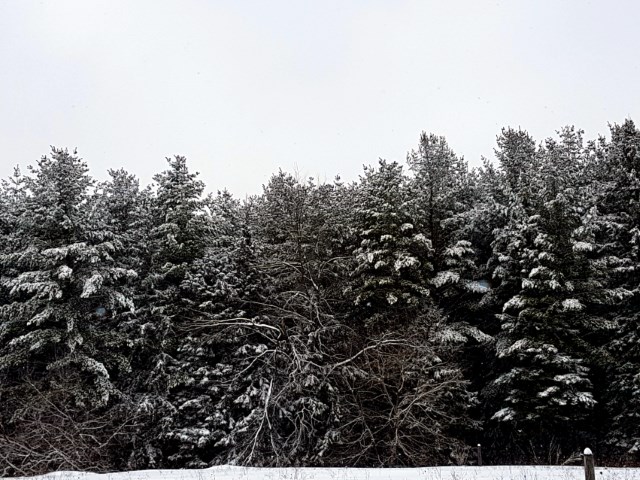Fresh snowfall in Palgrave Forest Fresh snowfall in Palgrave Forest