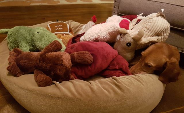 Somewhere in there is a dog Somewhere in there is a dog