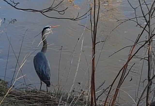 We came across this guy last week during one of our evening walks