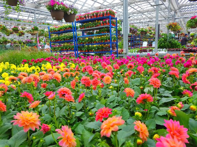 Flowers aplenty. Flowers aplenty.