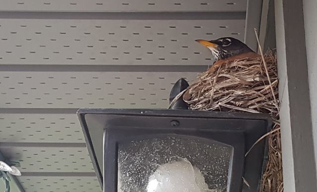 Hey bird Hey bird