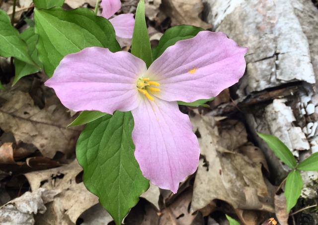 Lovely trillium. Lovely trillium.