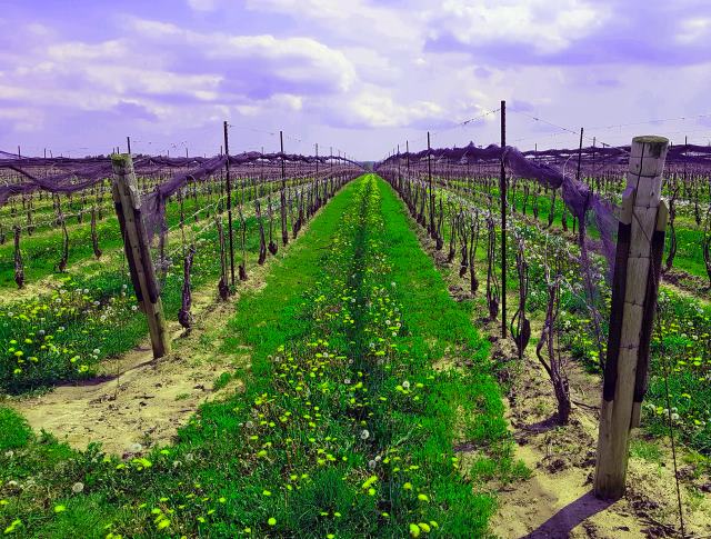 Niagara Vines Niagara Vines