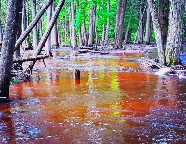 The Bruce Trail – Hockley Valley section just past where the Tom East Side Trail reconnects with the main trail.
