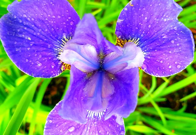 A lovely Iris from our garden A lovely Iris from our garden