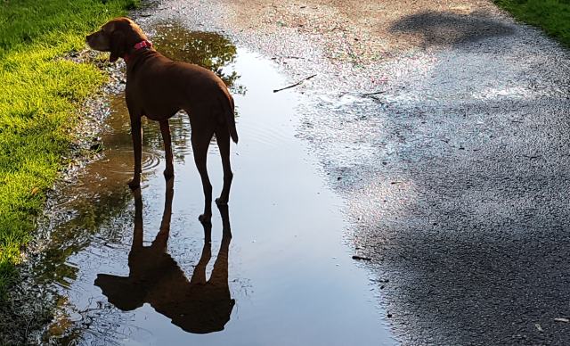 Double Vizsla Double Vizsla