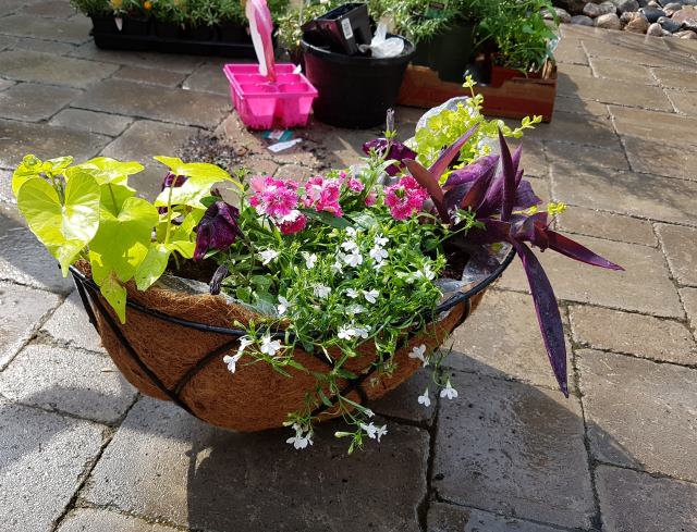 Bdot put together these lovely planters for our backyard patio