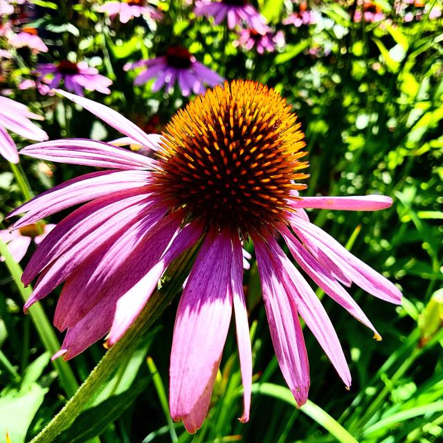 Our echinacea is taking over! Our echinacea is taking over!