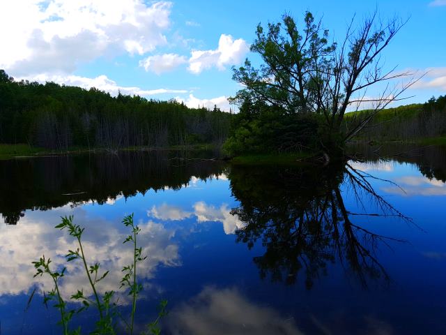 Stunning pond reflection Stunning pond reflection
