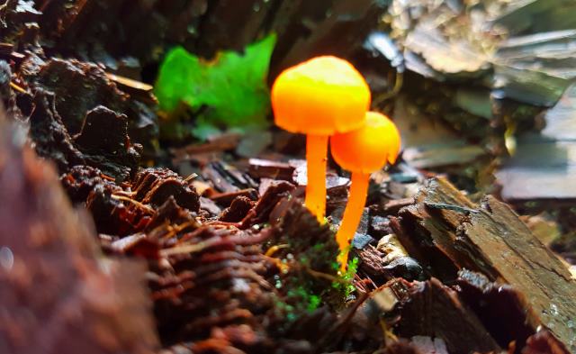 Curious orange mushrooms along the trail Curious orange mushrooms along the trail