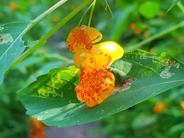 One of the many wildflowers along the Bruce Trail