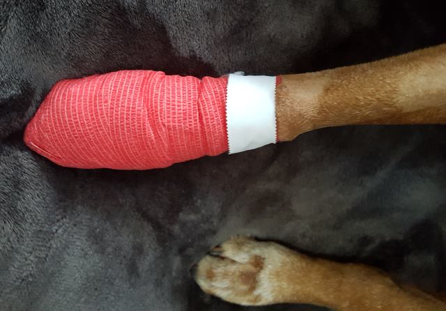 Current state of the paw. 😦 Current state of the paw. 😦