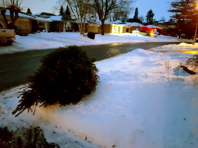 Goodbye Christmas tree. 😦