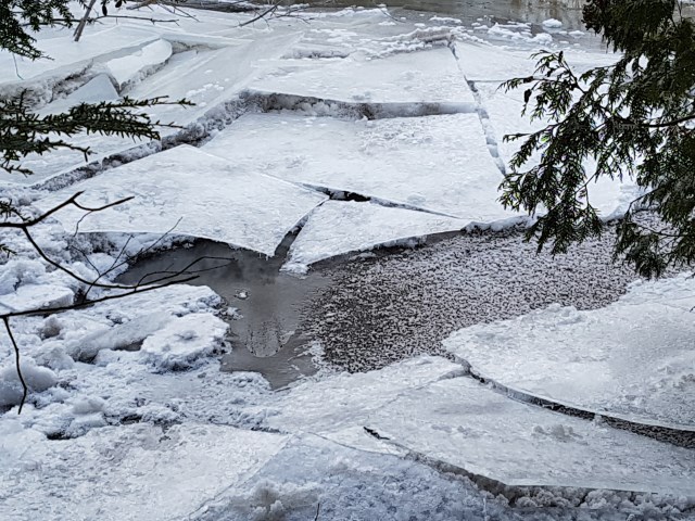 Icy river during yesterday’s walk