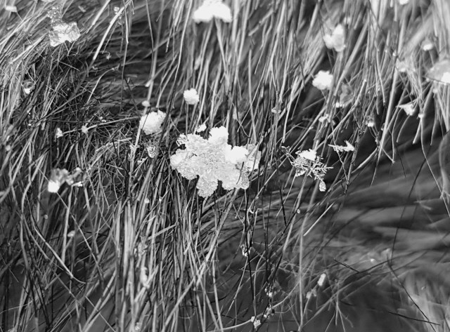Single snowflakes Single snowflakes