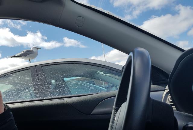 This stubborn Seagull refused to leave the roof of this car. Bizarre. This stubborn Seagull refused to leave the roof of this car. Bizarre.