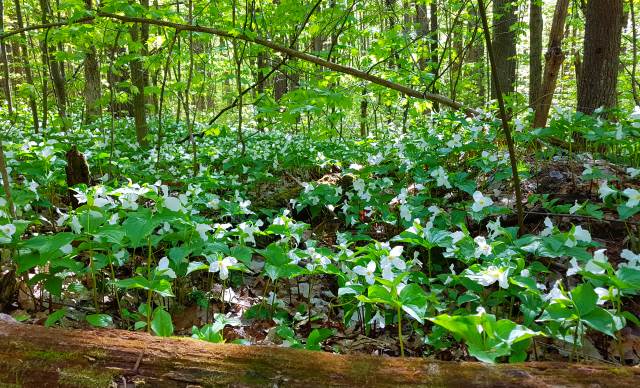 Trilliums! Trilliums!