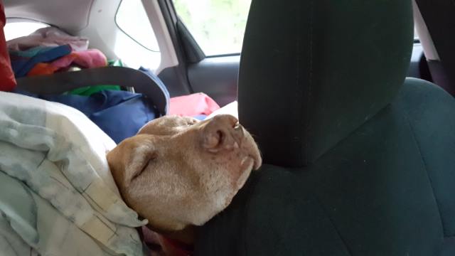 Our good camping/canoeing dog. (Most of the time) Finally defeated. Our good camping/canoeing dog. (Most of the time) Finally defeated.