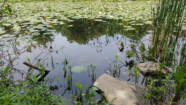 Got bog? Got bog?