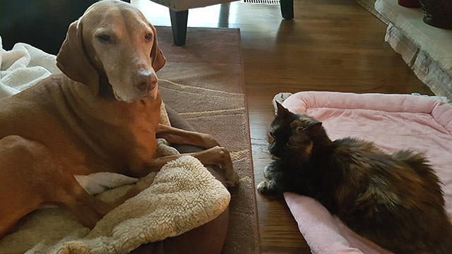 The closest the two have been. (I guess they called a truce in front of the fireplace) The closest the two have been. (I guess they called a truce in front of the fireplace)