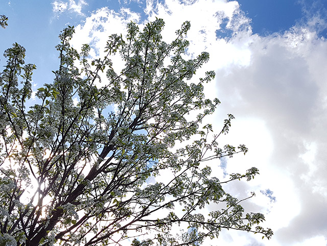 Blooming Pear tree Blooming Pear tree