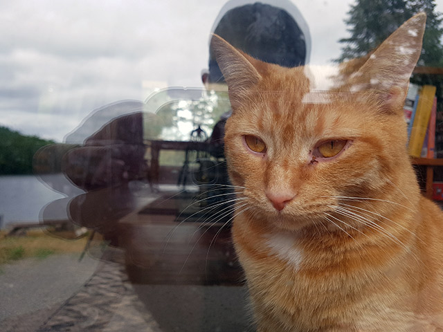 New friend. Orange cat. New friend. Orange cat.