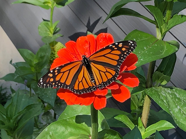 Cottage Butterfly