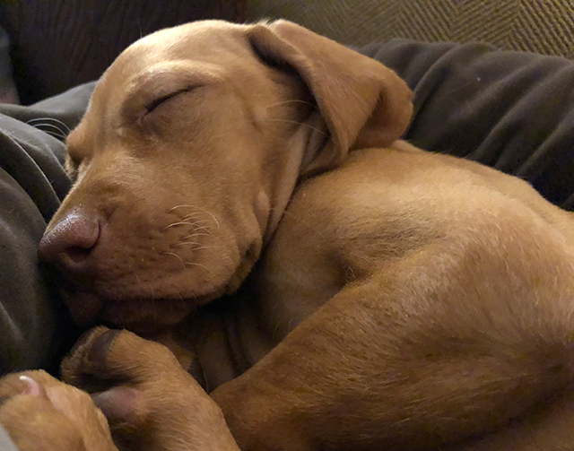 Woof! Woof!