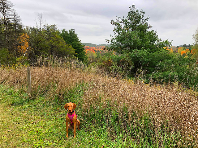 Fall Fall