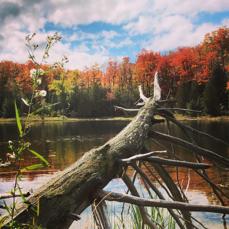Fall Fall