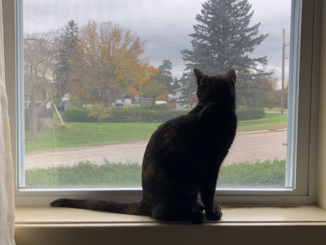Zoe cat Zoe cat