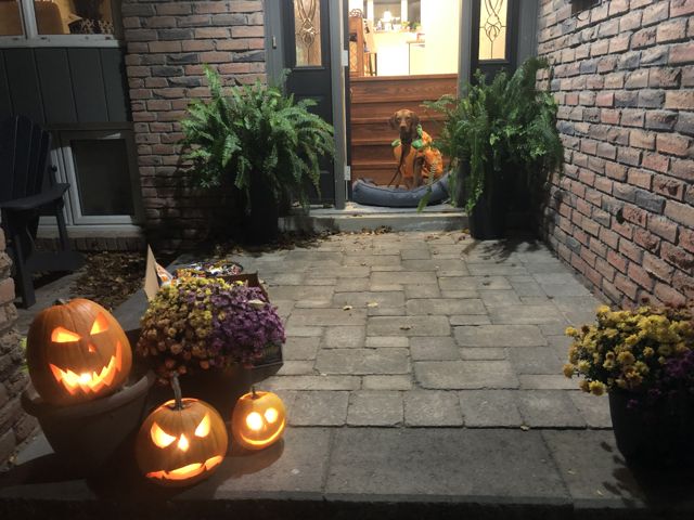 Pooper Pumpkin Pooper Pumpkin